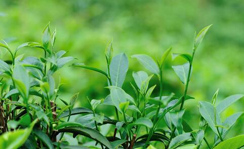 绿茶树.jpg